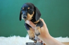 camadita de teckel kanichen cachorros de calidad - mejor precio | unprecio.es
