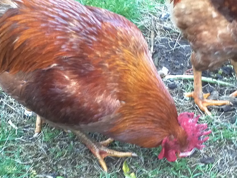 gallos de corral o camperos