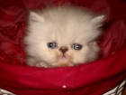 gatito persa - mejor precio | unprecio.es