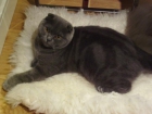 Gato Scottish Fold Busca Novia British Shorthair - mejor precio | unprecio.es