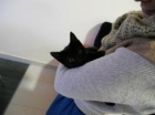 Nelson, y nina. gatitos hermanitos necesitan adopcion - mejor precio | unprecio.es