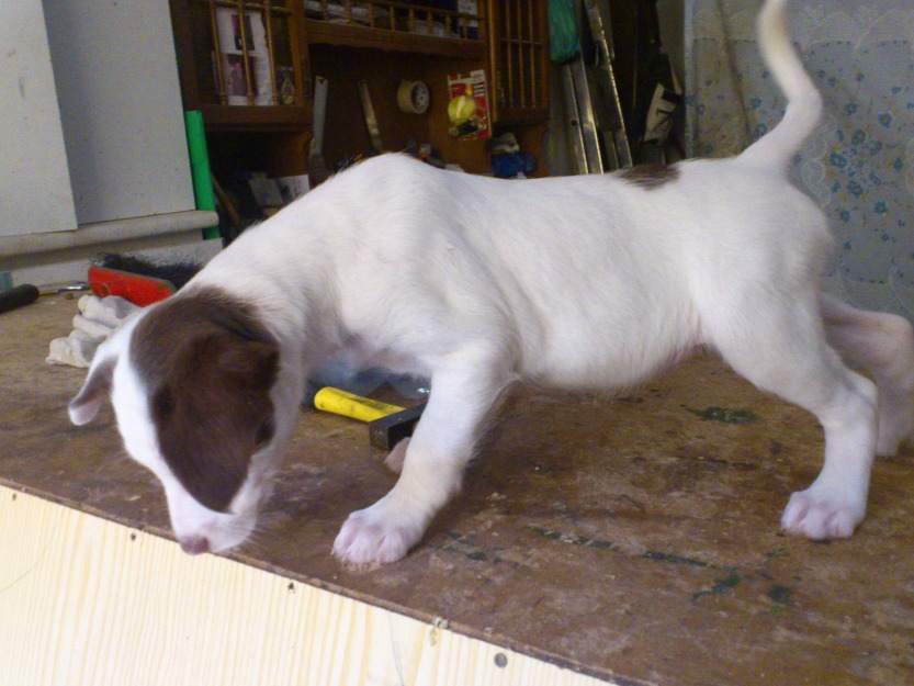 podenco orito cueva san marca cachorros