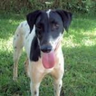 POPI, X Dalmata en adopcion - mejor precio | unprecio.es