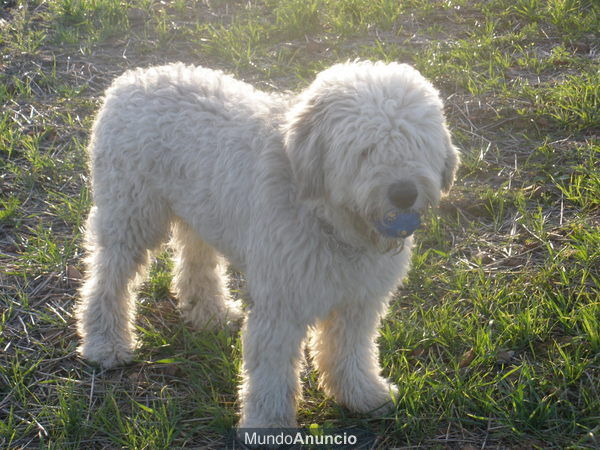 regalo+bobtail