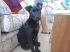 REGALO cachorro labrador - mejor precio | unprecio.es