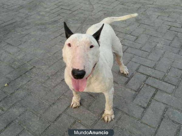 REGALO HEMBRA DE BULL TERRIER