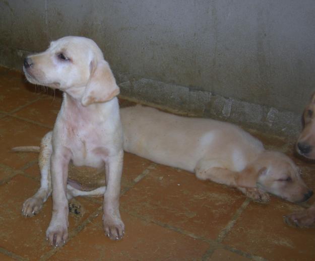 Se vende cachorrito GOLDEN RETRIEVER