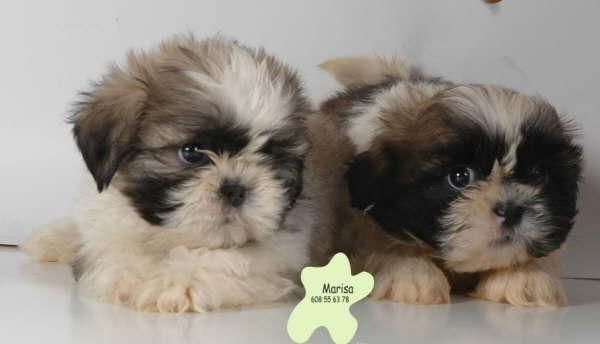 Shih-Tzu,excelentes cachorros ¡Garantia de 5 años!