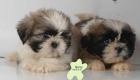 Shih-Tzu,excelentes cachorros ¡Garantia de 5 años! - mejor precio | unprecio.es