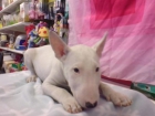 Bull Terrier, perros, cachorros, criadero, venta.  cachorros perros excepcionales, camada con diferentes colores, los  c - mejor precio | unprecio.es
