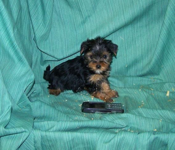 CACHORRITOS DE YORKSHIRE TOY SUPERPEQUEÑOS