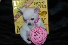 Caramels "Barbie" hembrita Chihuahua Toy. - mejor precio | unprecio.es