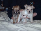 Chihuahua cachorros para un nuevo hogar. - mejor precio | unprecio.es
