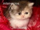 gato persa - mejor precio | unprecio.es