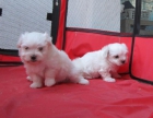 Malteses cachorros miniatura con pedigri. Una pasada. - mejor precio | unprecio.es