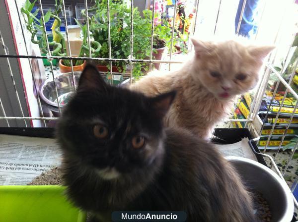 Se vended gatitos persa 100€
