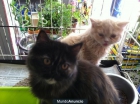 Se vended gatitos persa 100€ - mejor precio | unprecio.es
