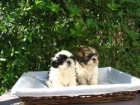 SHI TZU PRECIOSOS 290 EUROS - mejor precio | unprecio.es