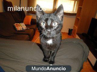Relago gatito de un año