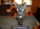 Relago gatito de un año - mejor precio | unprecio.es