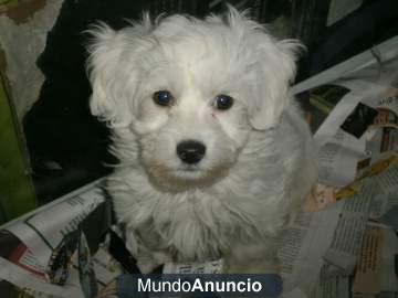 BICHON MALTES