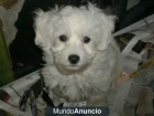 BICHON MALTES - mejor precio | unprecio.es