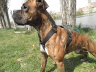 Boxer puro atigrado busca novia - mejor precio | unprecio.es