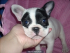 bull dog frances preciosos a 650 - mejor precio | unprecio.es