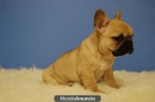 BULLDOG FRANCES FAWN, - mejor precio | unprecio.es