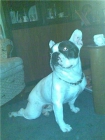 Bulldog frances macho busca hembra en Barcelona - mejor precio | unprecio.es