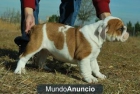 BULLDOG INGLESES PRECIOSA CAMADA CON 2 MESES CALIDAD Y COMPROMISO !!! - mejor precio | unprecio.es