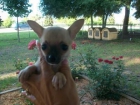Búsqueda urgente para que alguien tome mis perritos chihuahua - mejor precio | unprecio.es