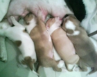 CACHORRITOS DE AMERICAN PITBULL - mejor precio | unprecio.es