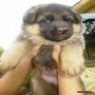 cachorros de pastor aleman - mejor precio | unprecio.es