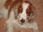 cocker busca nueva familia - mejor precio | unprecio.es