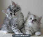 Dos gatitos de siberia a la venta - mejor precio | unprecio.es