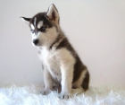 HUSKY SIBERIANO CAMADA DE MACHOS Y HEMBRAS - mejor precio | unprecio.es