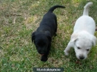 impresionante camada de labradores con  2 meses en dorado y negro - mejor precio | unprecio.es