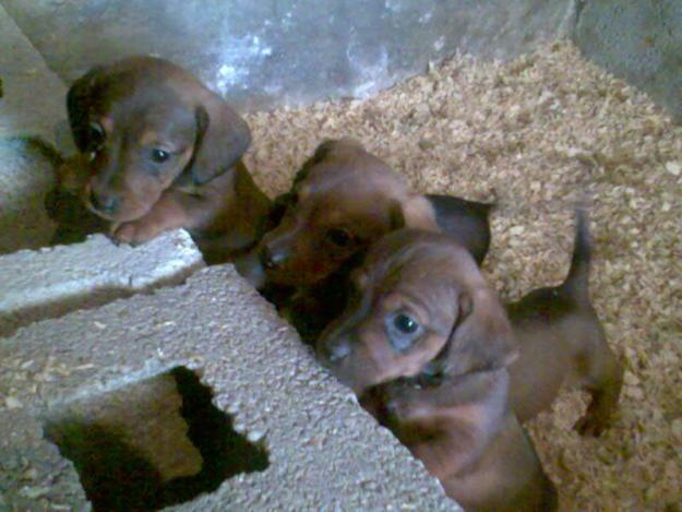 PERROS TECKEL MARRON PELO CORTO