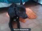 Pitbull encontrado se da en adopción - mejor precio | unprecio.es