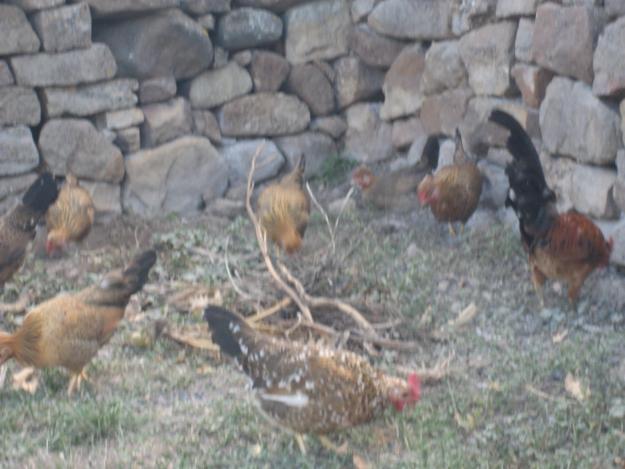 Pollos/as de corral enanos