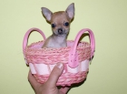 Preciosa hembra chihuahua muy pequeña - mejor precio | unprecio.es