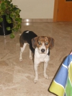 regalo cachorro beagle 16 meses - mejor precio | unprecio.es