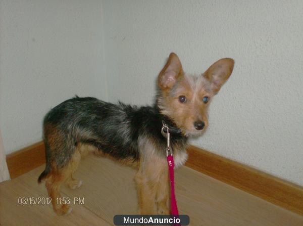 regalo cachorro cruce pekes con salchicha