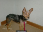 regalo cachorro cruce pekes con salchicha - mejor precio | unprecio.es