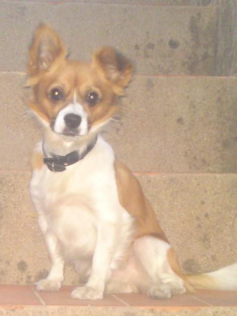 regalo perrito