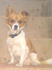 regalo perrito - mejor precio | unprecio.es