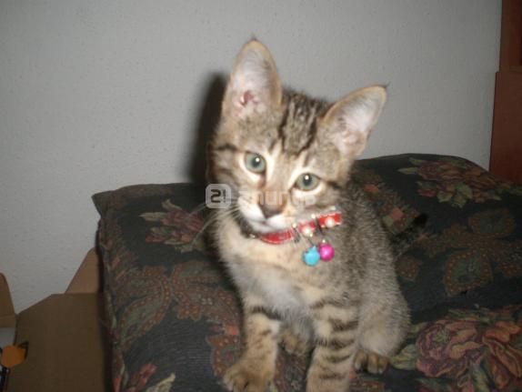 SE REGALA GATITA