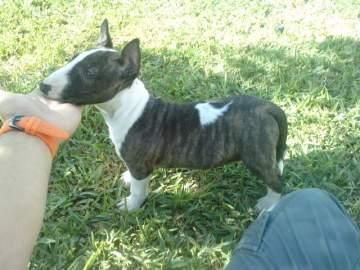 Ultima cachorra de Staffordshire Bull Terrier