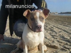 venta camada pitbull red nose - mejor precio | unprecio.es